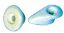 boton-redondo-19-mm-ptoldos